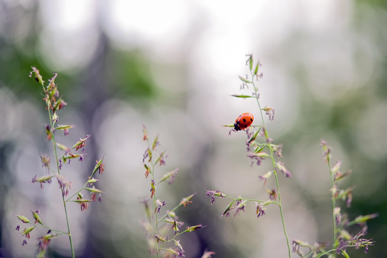 ladybug, beetle, lucky charm, red, insect, dotted, blade of grass, grass, macro, happiness, garden, nature, environmental protection, bokeh, relaxation, quiet, ladybug, ladybug, ladybug, happiness, happiness, happiness, happiness, garden, environmental protection, quiet, quiet, quiet, quiet, quiet